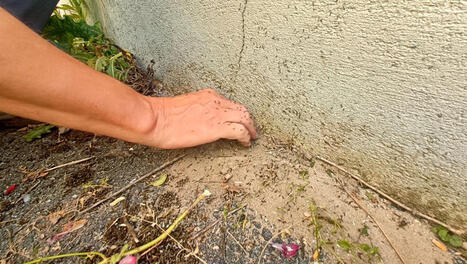 La ville de Karlsruhe face &agrave; l'invasion de fourmis - ICI | Alsace Actu | Scoop.it