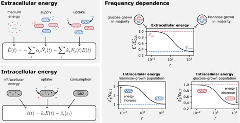 A quantitative framework for bacterial competition during starvation | brveco | RMH | Scoop.it