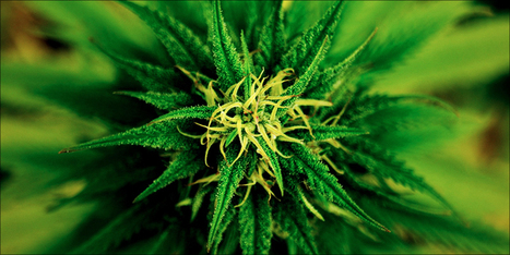 How To Get Guaranteed Female & Auto-Flowering Plants | Marijuana, Cannabis, Longevity, Legacy | Scoop.it