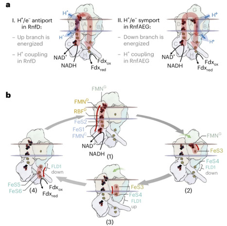 Architecture of the RNF1 complex that drives biological nitrogen fixation | ncb | RMH | Scoop.it