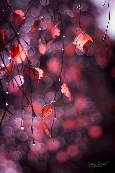 In my dream... by Nazeera Meedin | My Photo | Scoop.it