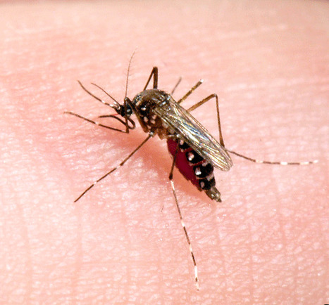 El Niño laisse craindre des flambées de dengue - Institut de recherche pour le développement (IRD) | EntomoNews | Scoop.it