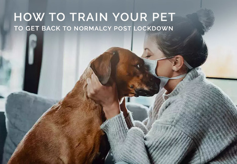 Train Your Pet To Get Back To Normalcy after Lockdown | Virology News | Scoop.it