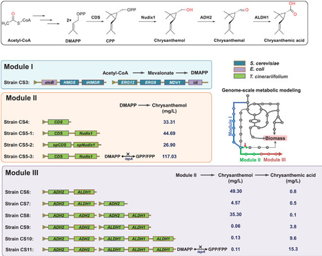 Genome-scale Metabolic Modeling Guided Escherichia coli Engineering for De Novo Biosynthesis of Chrysanthemic Acid | advS | RMH | Scoop.it