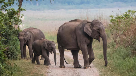 Asian Elephants Are Ingesting Large Amounts of Plastic From Landfills in India - EcoWatch.com | Agents of Behemoth | Scoop.it