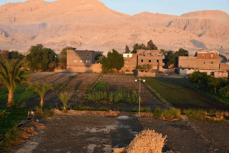 Smallholder farmers&rsquo; participation in profitable value chains and contract farming: Evidence from irrigated agriculture in EGYPT | CIHEAM Press Review | Scoop.it