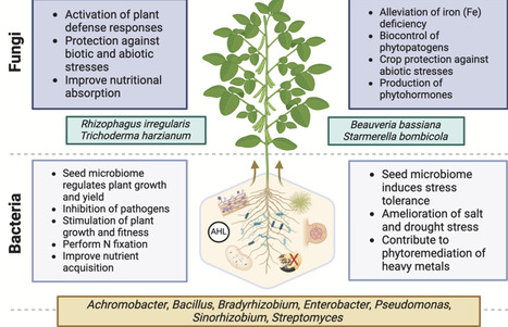 Plant growth-promoting microorganisms: New insights and the way forward | mrs | RMH | Scoop.it
