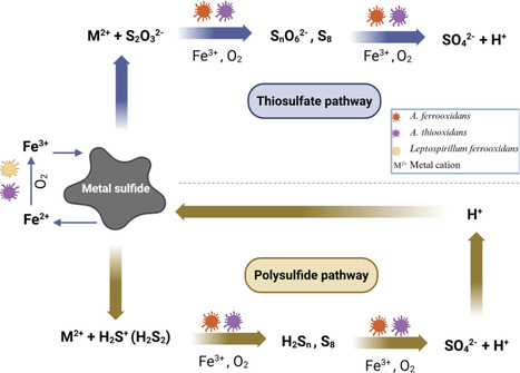 Bioleaching as a biotechnological tool for metal recovery: from sewage to space mining | frn | RMH | Scoop.it