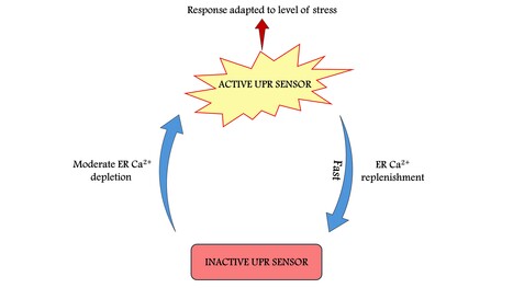 Gradual ER calcium depletion induces a progressive and reversible UPR signaling | I2BC Paris-Saclay | Scoop.it