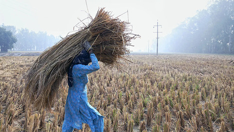 INDIA: The too-slow change of Indian agriculture&nbsp; | ASIES | Scoop.it