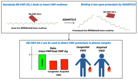 Un nanobody dirigé contre le domaine A3 du VWF détecte la protéolyse induite par l'ADAMTS13 dans la maladie de Willebrand | Life Sciences Université Paris-Saclay | Scoop.it