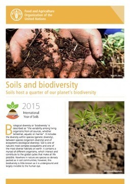 soils-2015 | 2015 International Year of Soils | Plant Sciences | Scoop.it