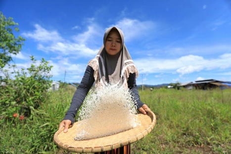 INDONESIA: PT Vale Konsisten Dorong Pertanian SRI Organik di Area Pemberdayaan | SRI Global News: Nov. 2024 - Jan. 2025  *SRI-Rice  --     System of Rice Intensification | Scoop.it