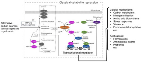 Carbon catabolite repression in Gram-positive bacteria, including the recently developed insights | cin | RMH | Scoop.it