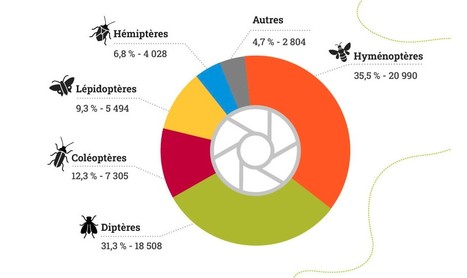 Bilan 2022 du SPIPoll - Suivi Photographique des Insectes Pollinisateurs - MNHN / OPIE | Biodiversité | Scoop.it