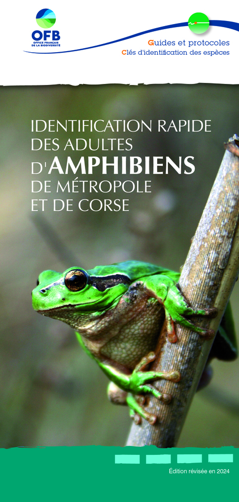 Identification rapide des adultes d'amphibiens de métropole et de Corse | Biodiversité | Scoop.it