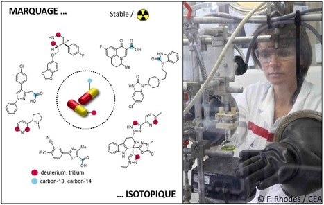FOCUS PLATEFORME : Le marquage isotopique : Une activité unique sur Paris-Saclay au service du développement du médicament ! | Life Sciences Université Paris-Saclay | Scoop.it