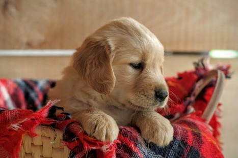 Golden Retriever Puppies For Sale In Ohio In Golden Retriever