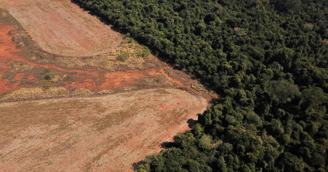 Deforestation in Brazil's Cerrado savanna hits seven-year high | MyLuso | Scoop.it