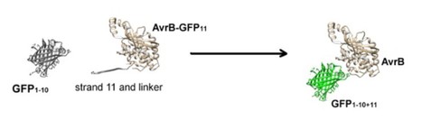 In Brief: Tracking the Bacterial Type III Secretion System: Visualization of Effector Delivery Using Split Fluorescent Proteins | The Plant Cell | Scoop.it