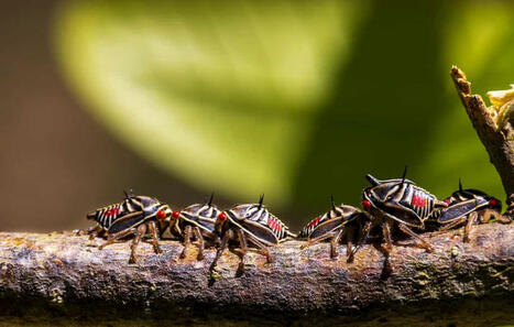 [Diaporama] Qui sont les membracides, ces insectes stupéfiants, fascinants ? | Variétés entomologiques | Scoop.it