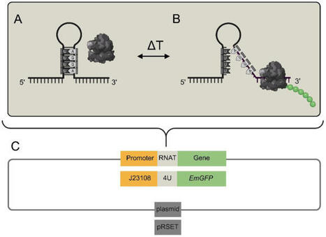 RNA thermometers as temperature-dependent tools for enhanced recombinant protein production in precision fermentation | Mcf | RMH | Scoop.it