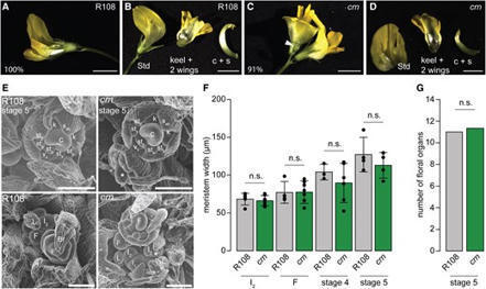 pseudokinase CORYNE modulates Medicago truncatula inflorescence meristem branching and plays a conserved role in the regulation of arbuscular mycorrhizal symbiosis | Plant-Microbe Symbiosis | Scoop.it