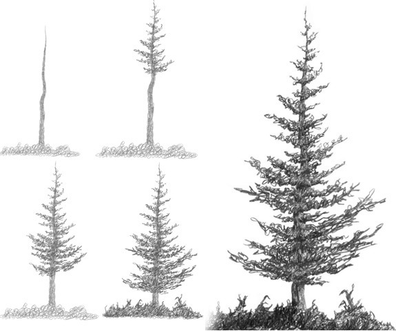 spruce tree drawing