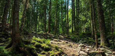 Les paysages sonores&nbsp;: un patrimoine naturel m&eacute;connu | ECOLOGIE - ENVIRONNEMENT | Scoop.it