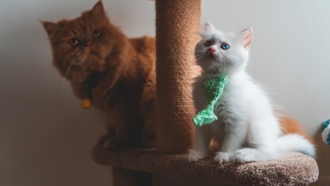 The Perfect Time to Purchase a Cat Scratching Post | Ana Brenda | Scoop.it