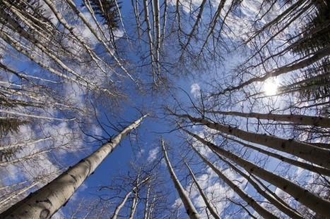 La forêt fragmentée perd en biodiversité | Charles Côté | Biodiversité | Scoop.it