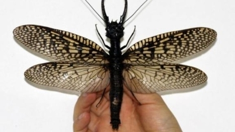 Le plus gros insecte aquatique du monde découvert en Chine | EntomoNews | Scoop.it