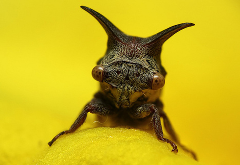 [Photos] Galerie de karthik Nature photography | EntomoScience | Scoop.it