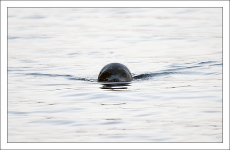 Aasian hypnoosi porno