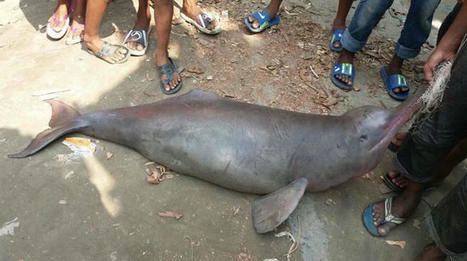 Protecting Ganges river dolphins crucial for preserving ecosystem - Asia News NetworkAsia News Network | Soggy Science | Scoop.it