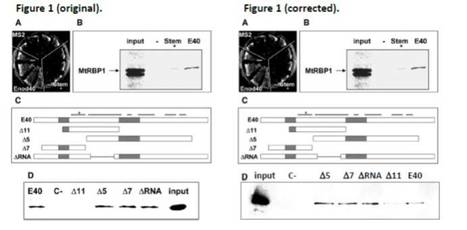 CORRECTION: Enod40, a short open reading frame-containing mRNA, induces cytoplasmic localization of a nuclear RNA binding protein in Medicago truncatula | The Plant Cell | Scoop.it