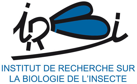 Les insectes de l'IRBI bien logés | EntomoNews | Scoop.it