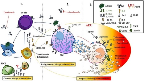 Monoclonal antibodies: the new magic bullets for allergy: IUPHAR Review 17 - Landolina - 2016 - British Journal of Pharmacology - Wiley Online Library | Allergy (and clinical immunology) | Scoop.it