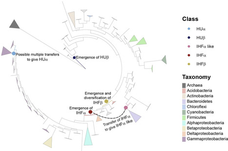 The Evolution of Sequence Specificity in a DNA Binding Protein Family | JMB | RMH | Scoop.it
