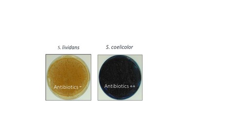 The stringent response is strongly activated in the high antibiotic producer, Streptomyces coelicolor | I2BC Paris-Saclay | Scoop.it