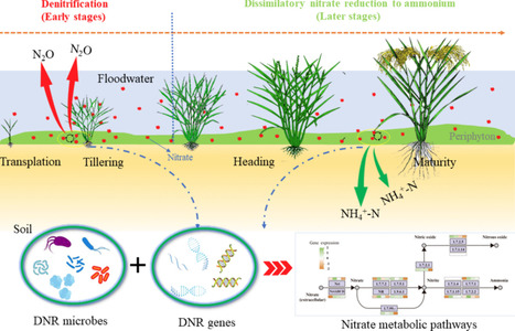 Phenology-Dependent Reorganization of Nitrate Reduction Pathways in Rice Paddy Periphyton | emb | RMH | Scoop.it