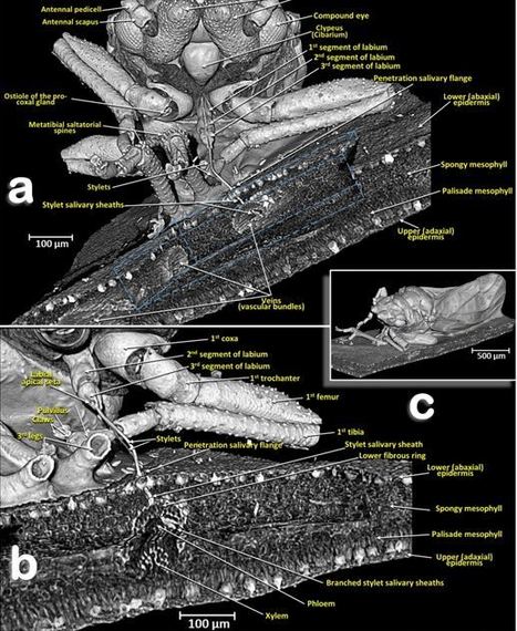 Des images 3D tr&egrave;s d&eacute;taill&eacute;es de Diaphorina citri, un psylle ravageur d'agrumes, et de la fa&ccedil;on dont il perce les feuilles pour se nourrir | EntomoNews | Scoop.it