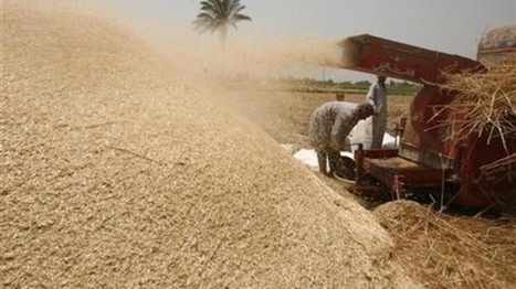 Egypt to start new local wheat procurement system in April 2016 | MED-Amin network | Scoop.it