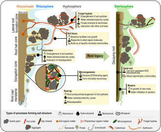 From rhizosphere to detritusphere – Soil structure formation driven by plant roots and the interactions with soil biota | Plant-Microbe Symbiosis | Scoop.it