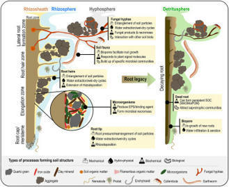 From rhizosphere to detritusphere – Soil ...