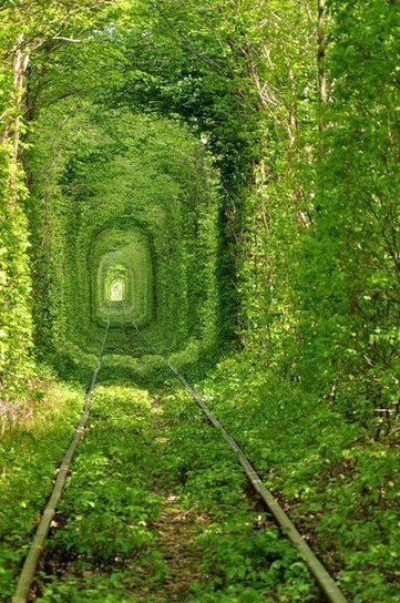 Tree tunnel at Rivne, Ukraine | Gardening Life | Scoop.it
