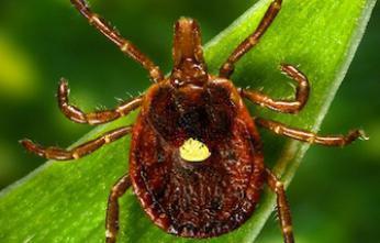 Quelles sont ces nouvelles allergies que l'on voit appara&icirc;tre ? | EntomoNews | Scoop.it