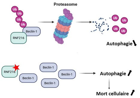 Mutations bi-alléliques de RNF216 dans l’hypogonadisme hypogonadotrophique avec ataxie : l’autophagie, un mécanisme clé en défaut ? | Life Sciences Université Paris-Saclay | Scoop.it
