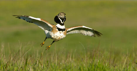 La pr&eacute;sence de l'outarde canepeti&egrave;re fait obstacle &agrave; un projet de parc &eacute;olien dans la Vienne | Remembering tomorrow | Scoop.it
