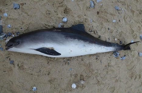 Tutkimus: Py&ouml;ri&auml;inen oli yleinen Suomen rannikolla 1930-luvulle &ndash; havainnot romahtivat 1940-luvulla | 1Uutiset - Lukemisen t&auml;hden | Scoop.it